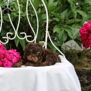 Izaiah, Toy Poodle Puppy